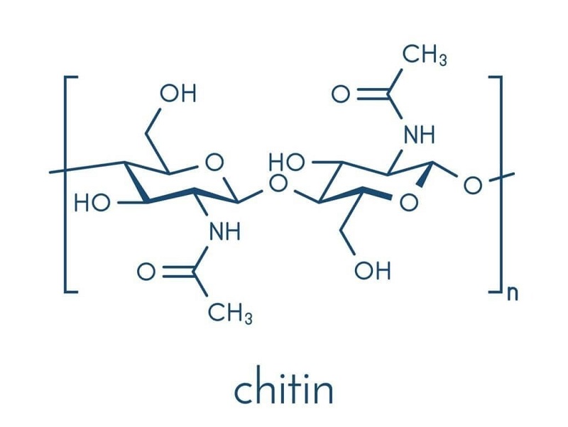 Những vai trò chính của hợp chất chitin là gì?